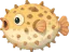 Surprised Pufferfish